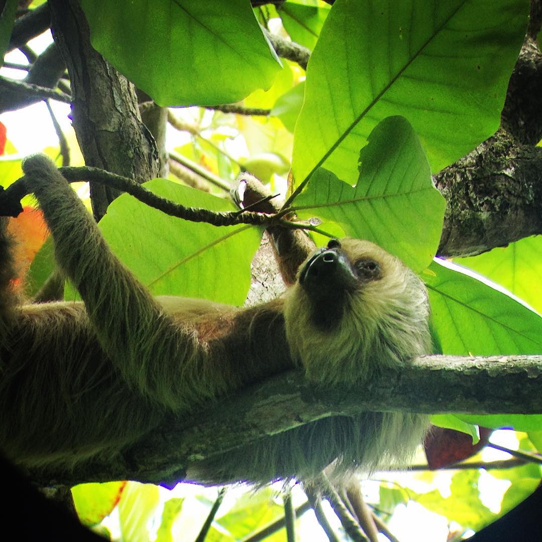 Costa Rica! Land of wildlife totsloteensloth sloth luiaard manuelantonio costaricahellip